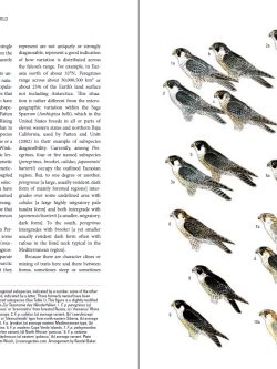 Peregrine Falcons of the World sample page